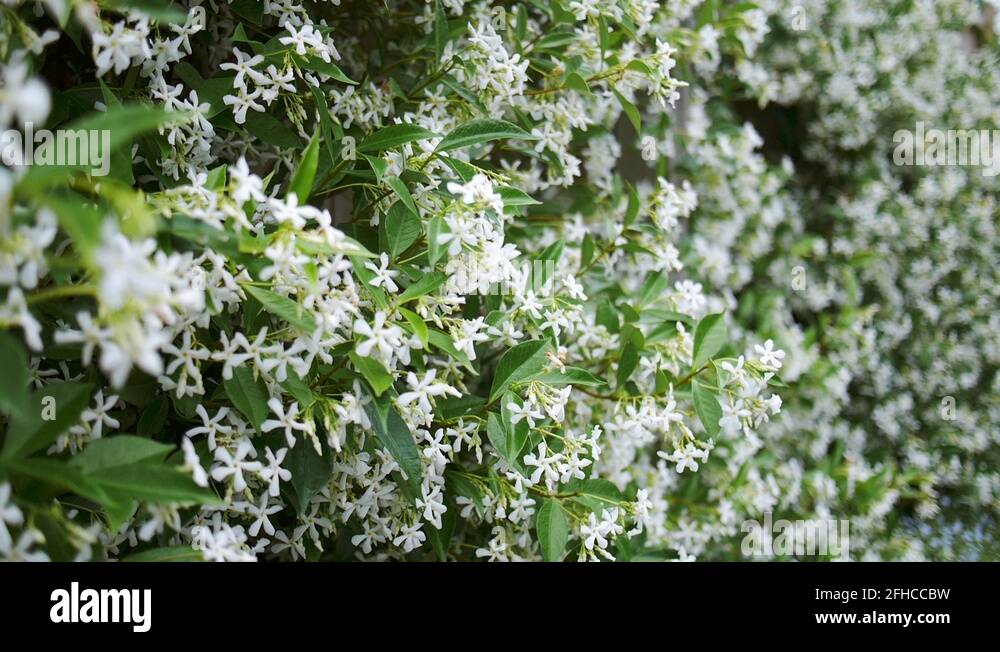 Evergreen jasmine Stock Videos & Footage HD and 4K Video Clips Alamy