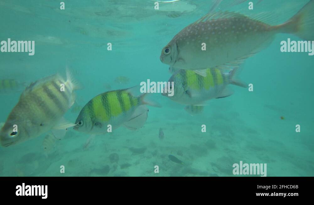 Snorkeling in Phuket, Thailand! part 5 Stock Video Footage - Alamy