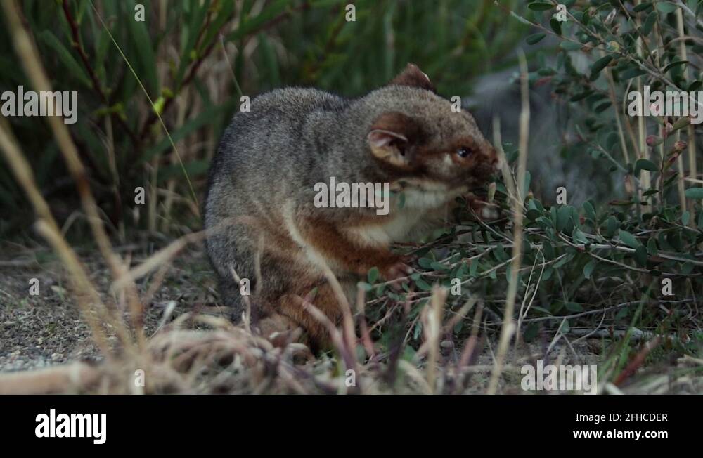 Possum eating plant Stock Videos & Footage Biology Diagrams