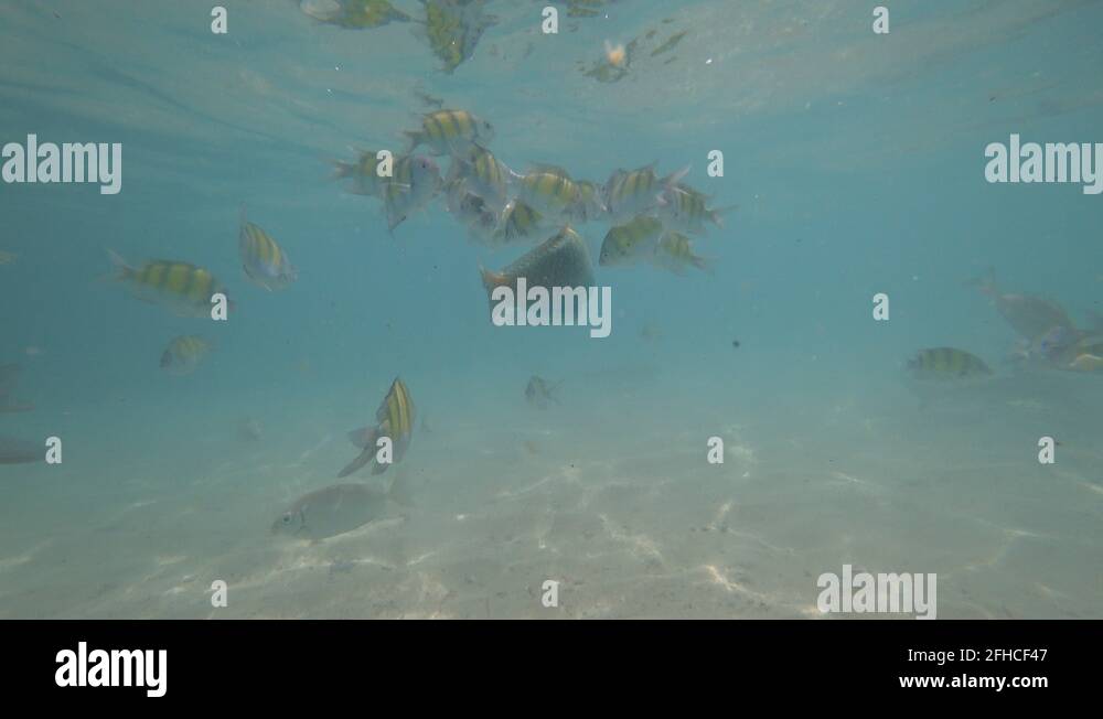 Snorkeling in Phuket, Thailand! part 4 Stock Video Footage Alamy