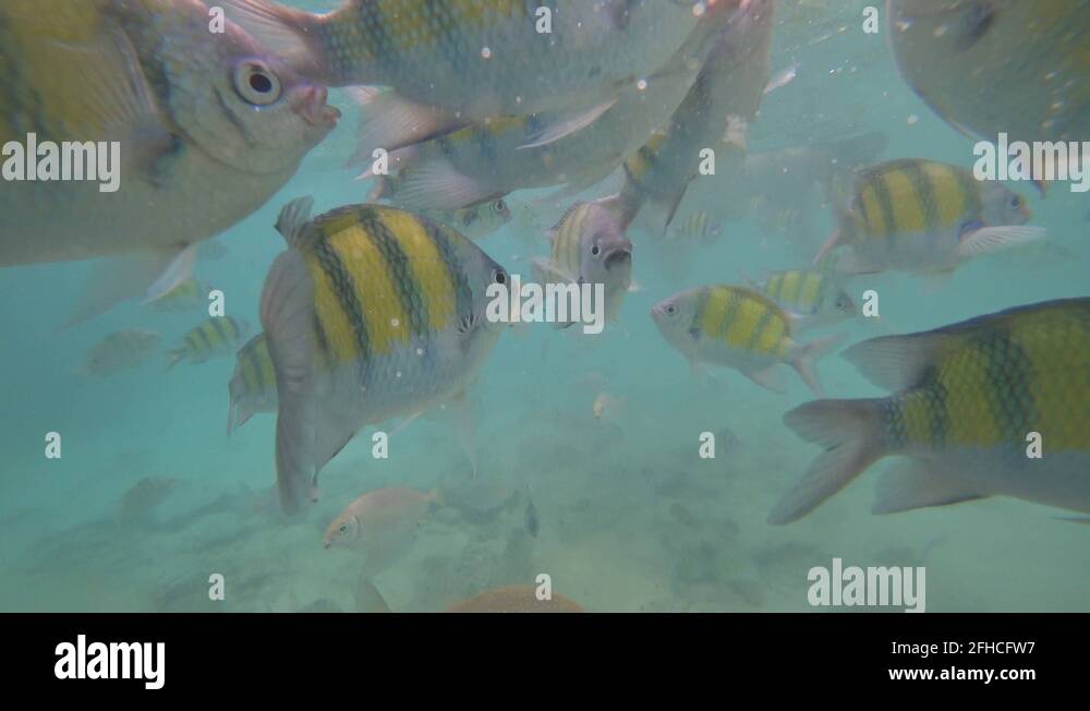 Snorkeling in Phuket, Thailand! part 3 Stock Video Footage Alamy