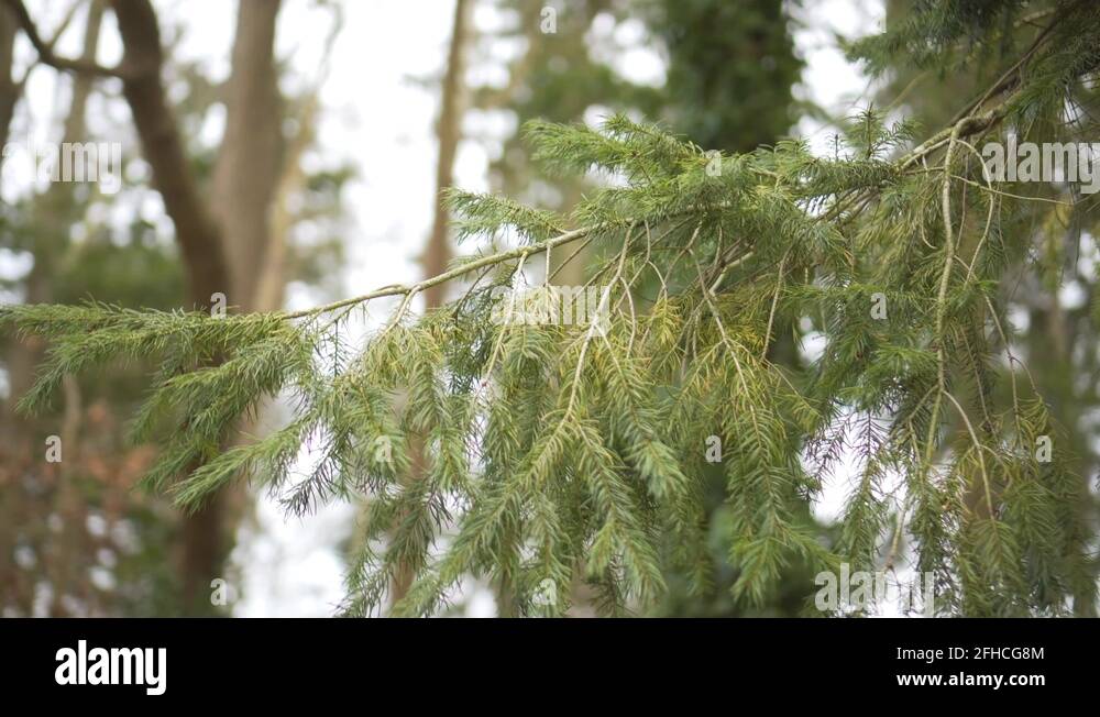 Evergreen ash tree Stock Videos & Footage HD and 4K Video Clips Alamy
