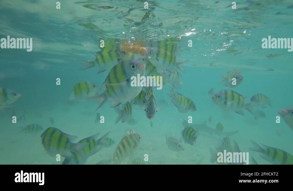 Snorkeling in Phuket, Thailand! part 4 Stock Video Footage Alamy
