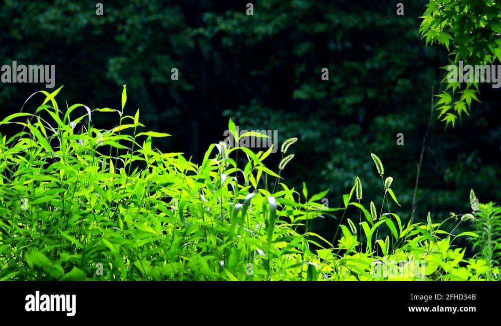 Clean weeds forest Stock Videos &amp; Footage - HD and 4K Video Clips - Alamy