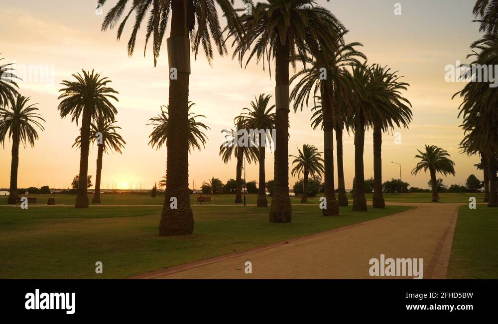 Sunset australia palm trees Stock Videos & Footage HD and 4K Video