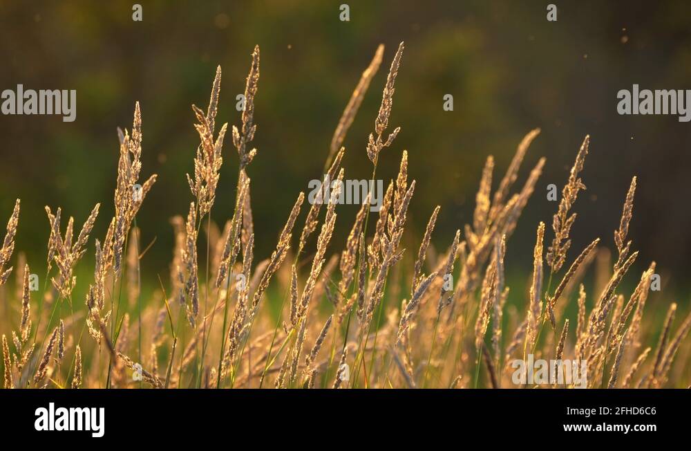 Straw insects Stock Videos & Footage HD and 4K Video Clips Alamy