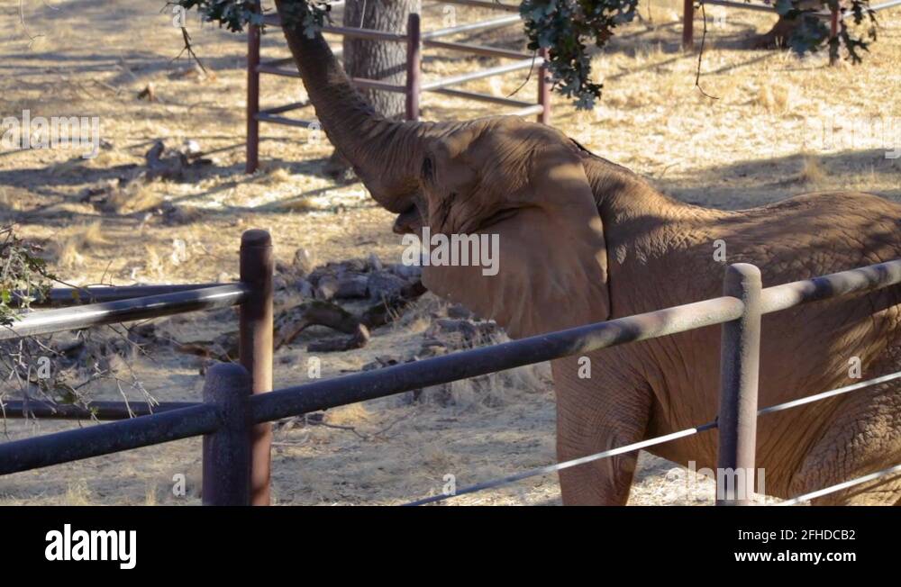 Elephant reaching Stock Videos & Footage - HD and 4K Video Clips - Alamy
