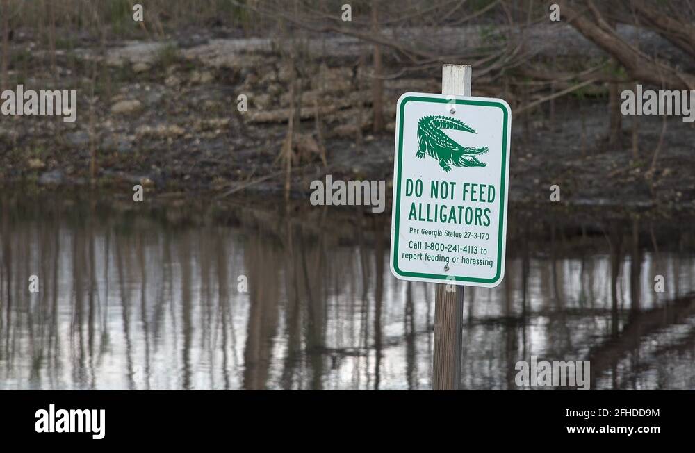 Dont feed alligators sign Stock Videos & Footage - HD and 4K Video