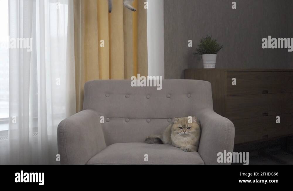 Kitten on chair Stock Videos & Footage HD and 4K Video Clips Alamy