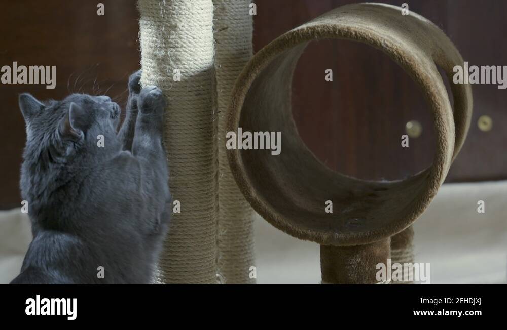 Cat claws scratching Stock Videos & Footage - HD and 4K Video Clips - Alamy
