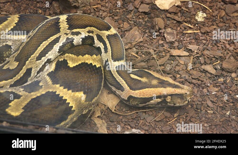 Python prey hunt Stock Videos & Footage - HD and 4K Video Clips - Alamy