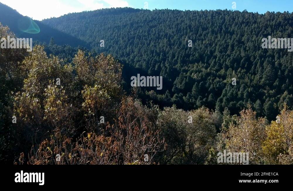 Woodforest Stock Videos & Footage HD and 4K Video Clips Alamy