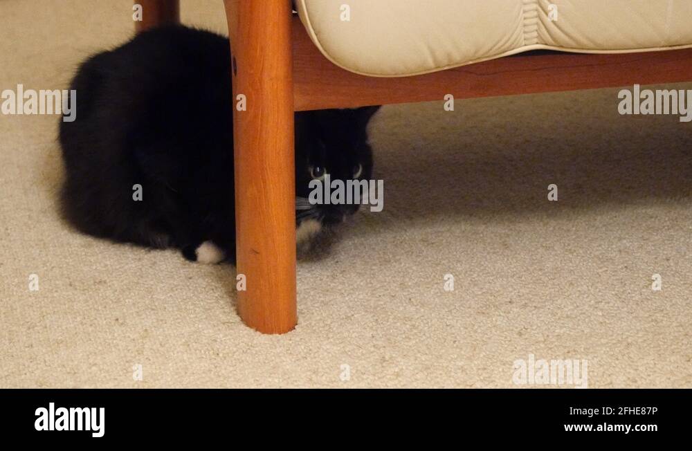 Black cat hiding under carpet Stock Videos & Footage HD and 4K Video