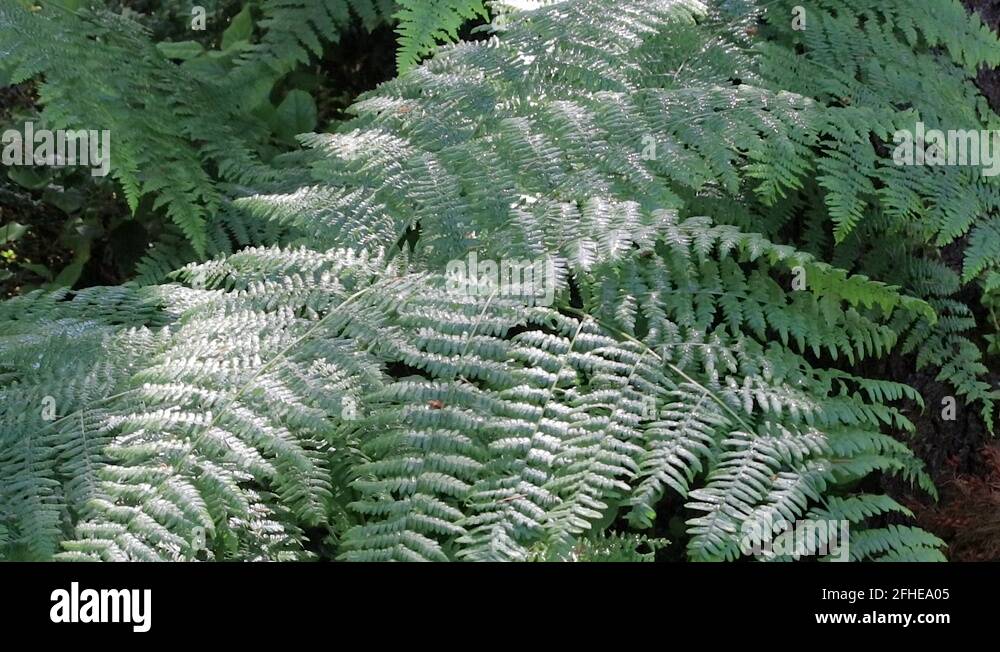 Love fern Stock Videos & Footage HD and 4K Video Clips Alamy