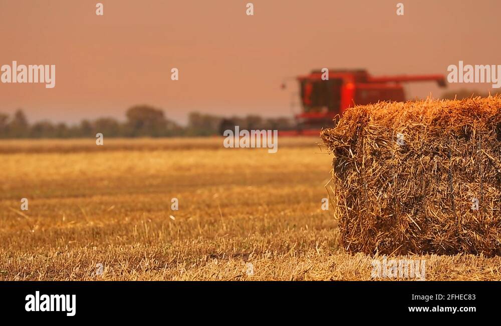 Shearers shearers Stock Videos & Footage HD and 4K Video Clips Alamy