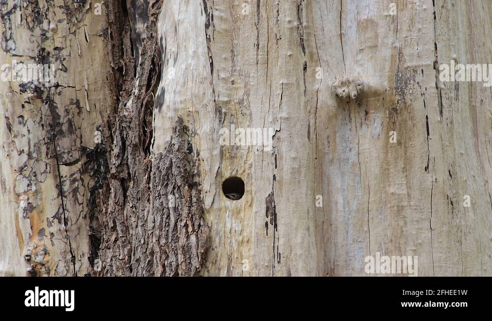 Little woodpeckers Stock Videos & Footage - HD and 4K Video Clips - Alamy