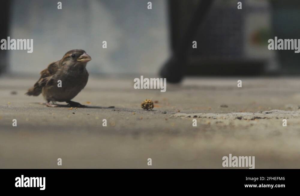 Bird eating seed Stock Videos & Footage HD and 4K Video Clips Alamy