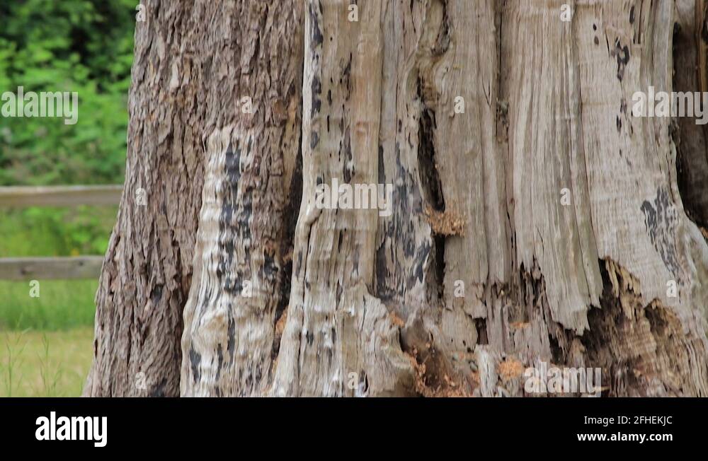 Woodpecker nest Stock Videos & Footage - HD and 4K Video Clips - Alamy