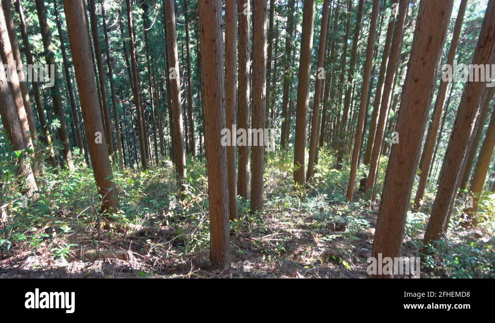 Timber forest Stock Videos & Footage - HD and 4K Video Clips - Alamy