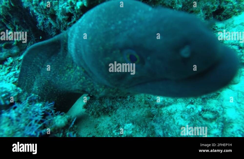 Eel bite Stock Videos & Footage HD and 4K Video Clips Alamy