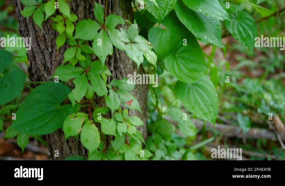 Creeper plant Stock Videos & Footage HD and 4K Video Clips Alamy