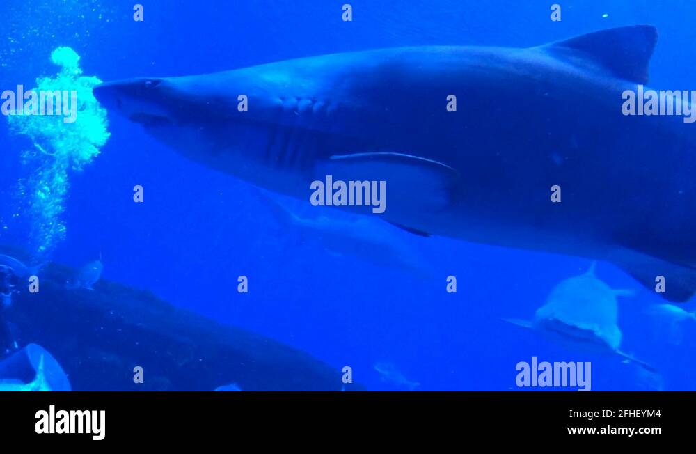 Diving with sharks Stock Videos & Footage HD and 4K Video Clips Alamy