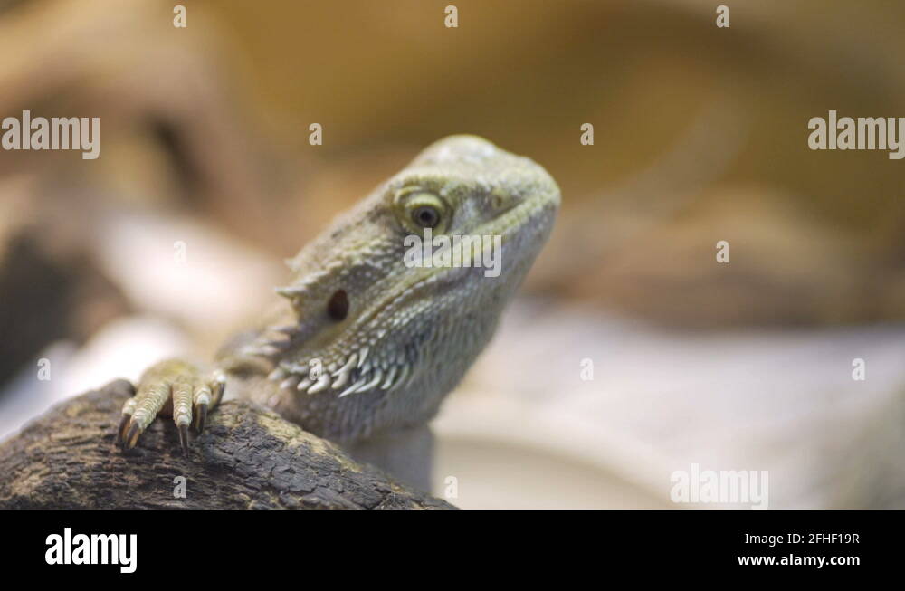 Bearded dragon tongue Stock Videos & Footage HD and 4K Video Clips