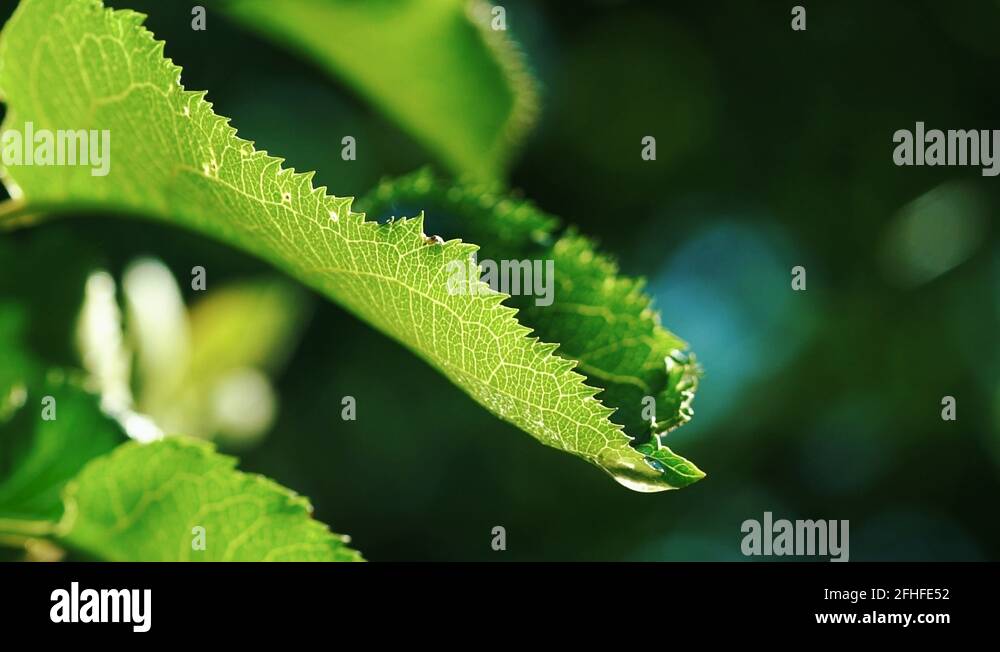 Watering the green grass. Sparkling water spraying out of sprinkler on