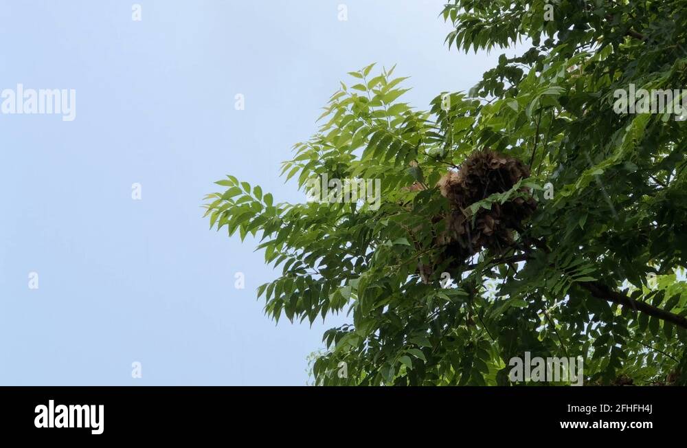 Falls through tree Stock Videos & Footage HD and 4K Video Clips Alamy