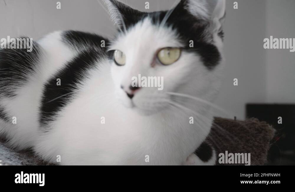 Cat kissing camera lens Stock Videos & Footage HD and 4K Video Clips