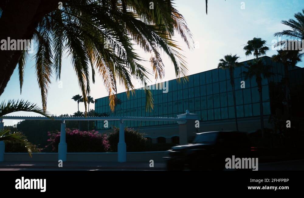 Orlando florida palm trees Stock Videos & Footage HD and 4K Video