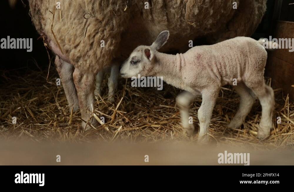Drinking lamb Stock Videos & Footage HD and 4K Video Clips Alamy