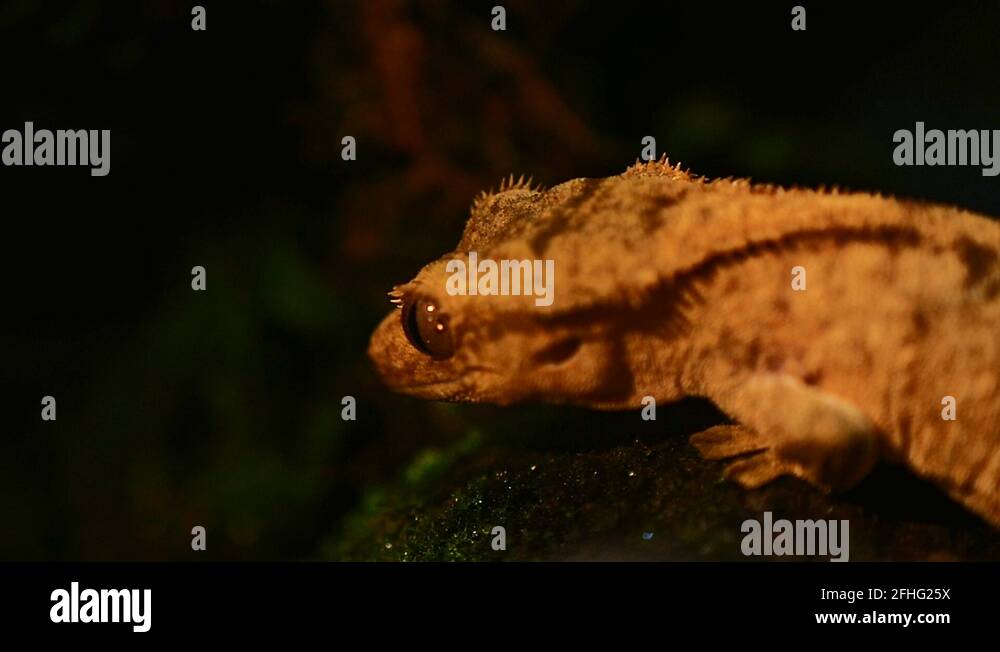 Bearded dragon tree Stock Videos & Footage HD and 4K Video Clips Alamy