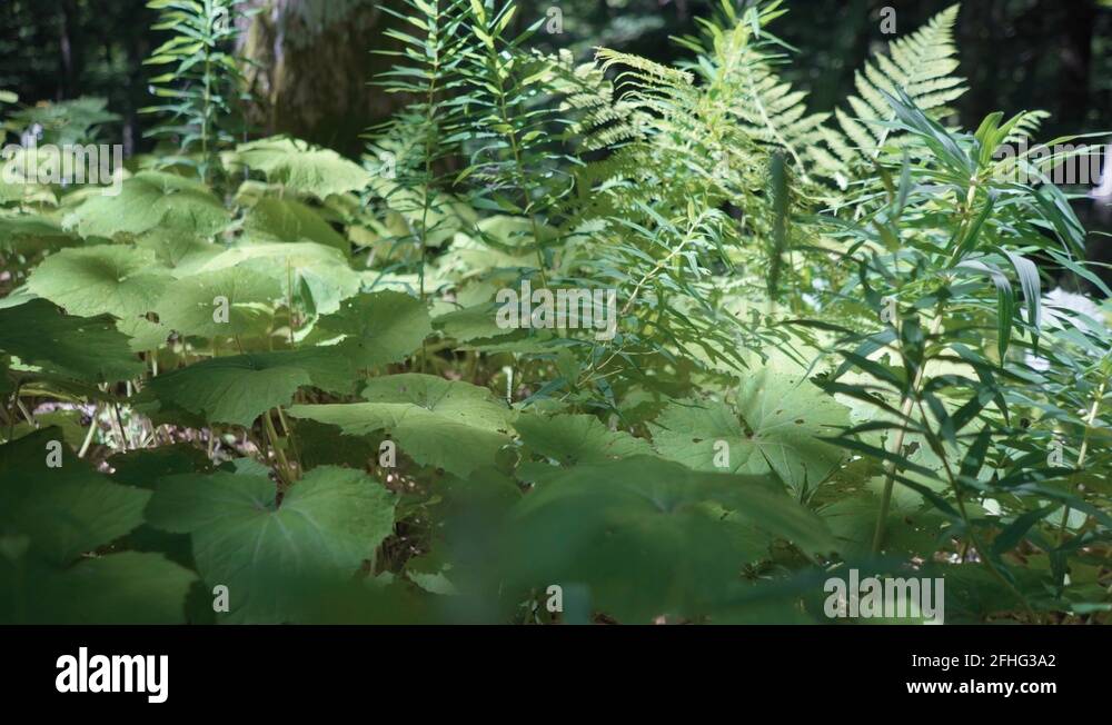 Light filtered through trees Stock Videos & Footage HD and 4K Video