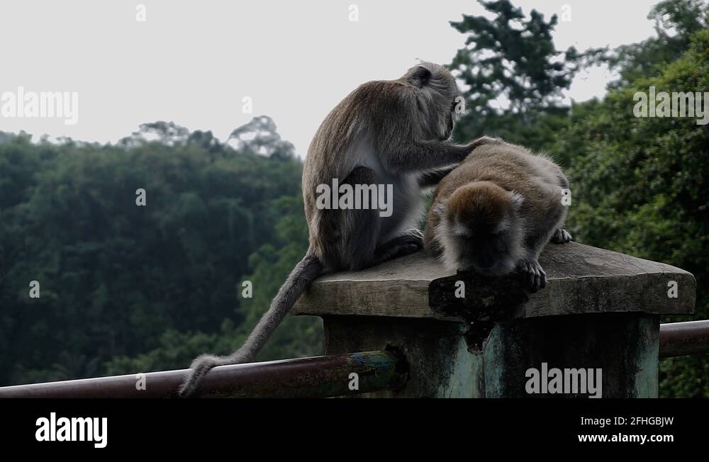 Monkeys scratch Stock Videos & Footage HD and 4K Video Clips Alamy