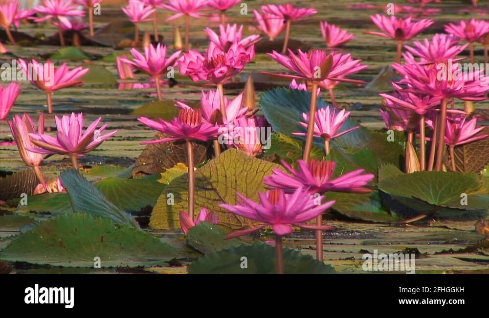 How to plant water lilies Stock Videos & Footage HD and 4K Video