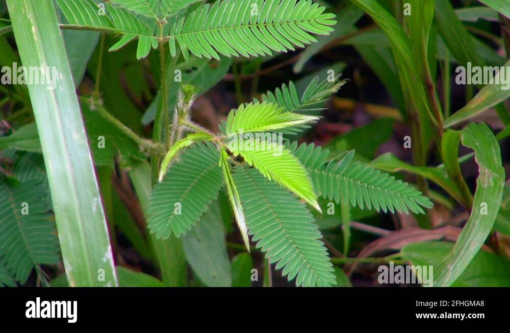 Curling up leaves Stock Videos & Footage HD and 4K Video Clips Alamy