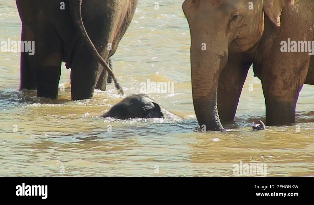 Adorable Baby Elephant Swimming in the River, Pinnewala Sri Lanka Stock Video Footage Alamy