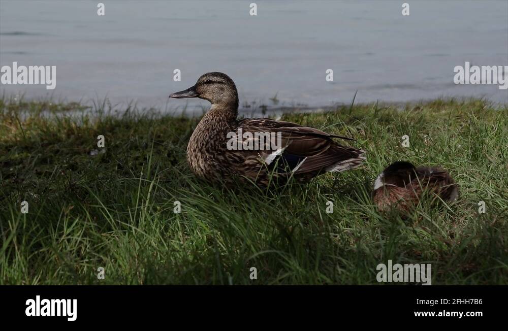Family lake constance Stock Videos & Footage HD and 4K Video Clips