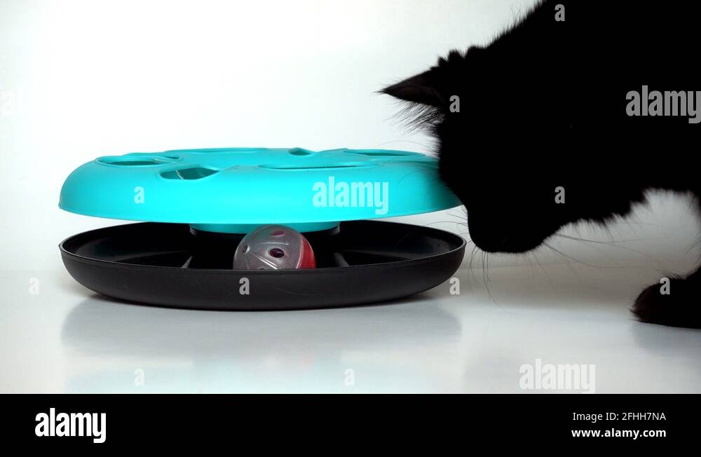 Cat nip Stock Videos & Footage HD and 4K Video Clips Alamy