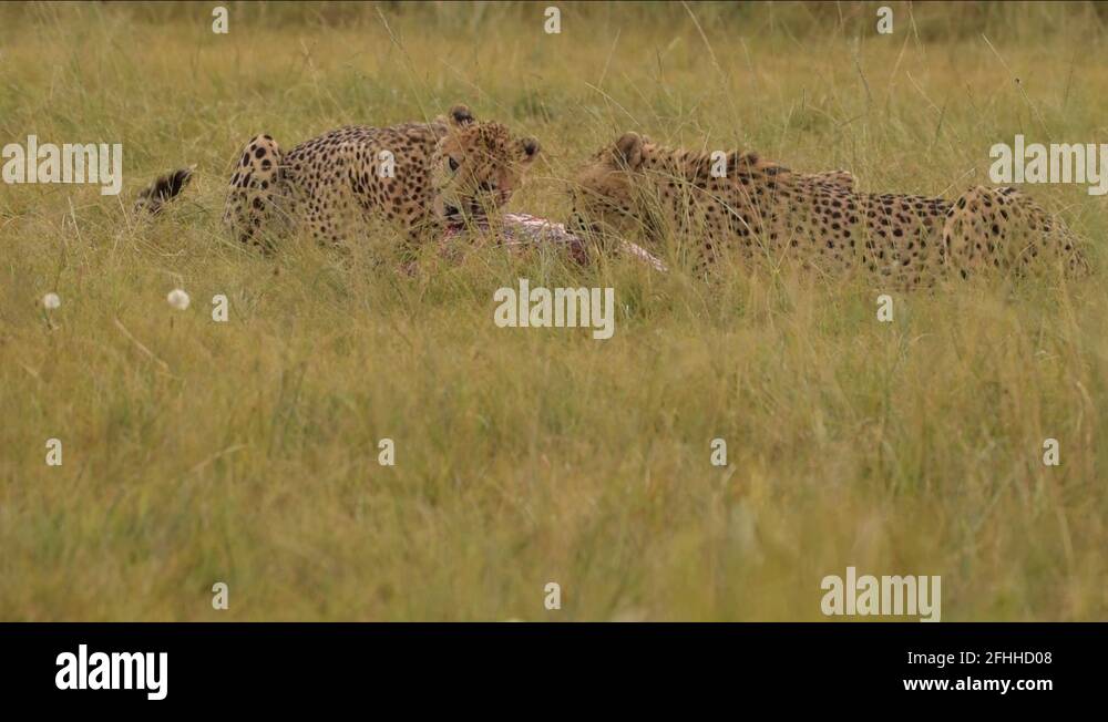 Cheetah carnivore eating mammals Stock Videos & Footage - HD and 4K