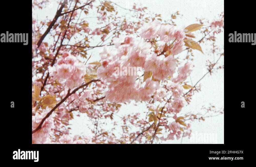 Title flowers Stock Videos & Footage HD and 4K Video Clips Alamy