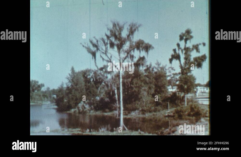 Bald cypress trees in swamp Stock Videos & Footage - HD and 4K Video ...