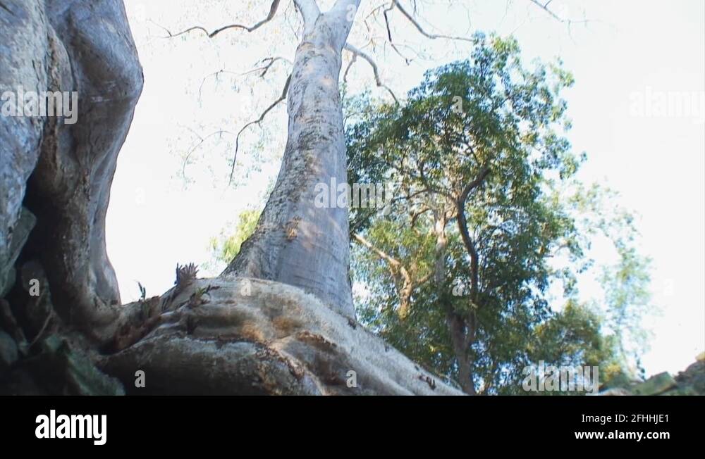 Antique tree roots Stock Videos & Footage - HD and 4K Video Clips - Alamy