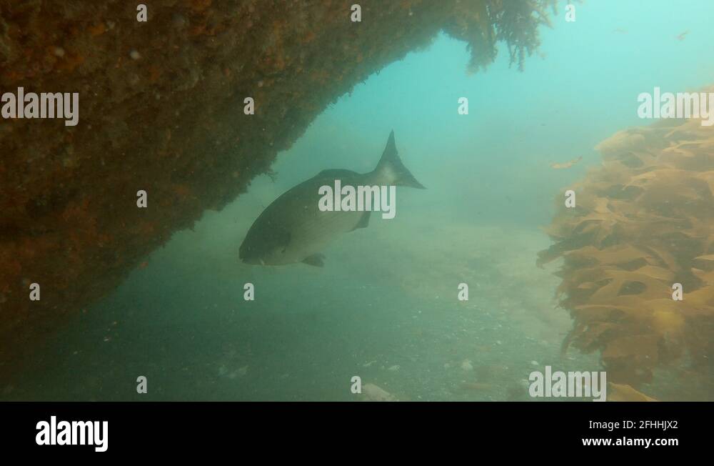 Pacific drummer fish Stock Videos & Footage HD and 4K Video Clips Alamy