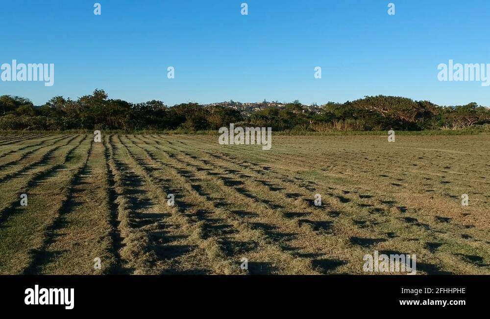 Durban south africa grass Stock Videos & Footage HD and 4K Video