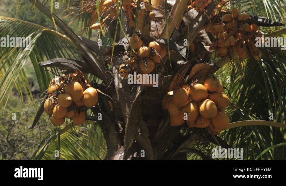 Orange Fruit Tree in Tropical Forest in Hawaii Stock Video Footage Alamy
