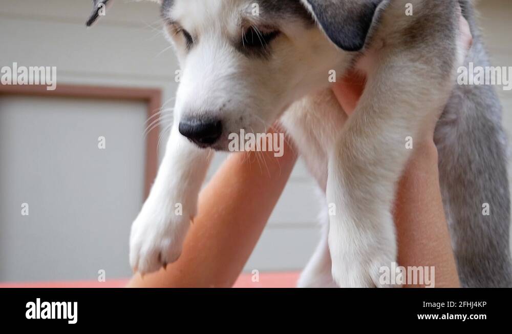 newborn-husky-puppy-stock-videos-footage-hd-and-4k-video-clips-alamy