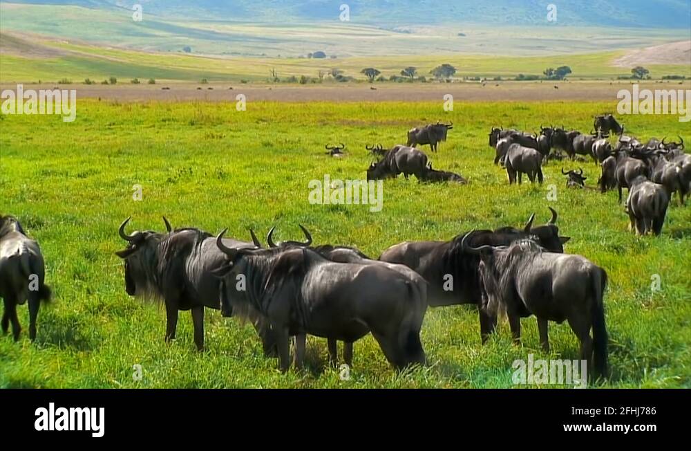 African wildebeest Stock Videos & Footage - HD and 4K Video Clips - Alamy