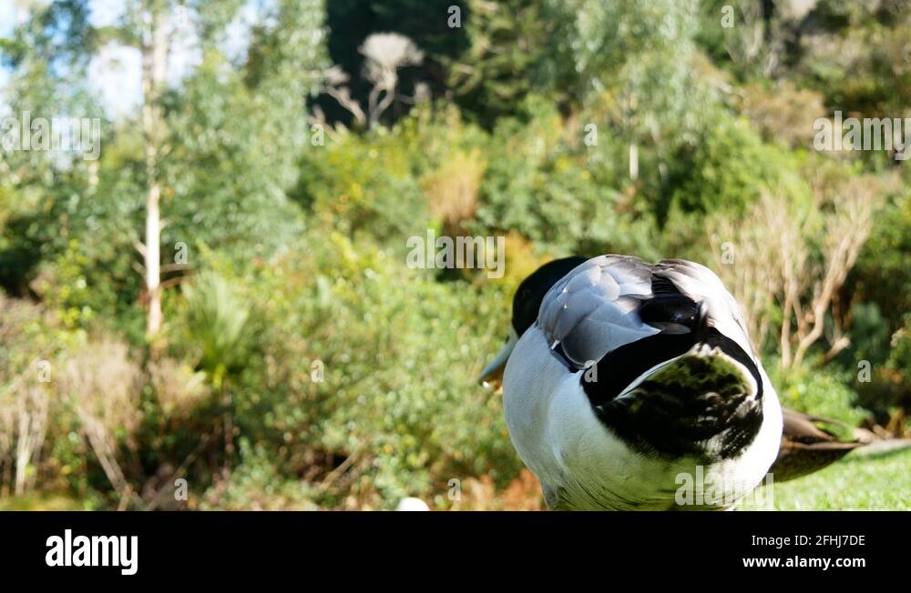 Quacking bird Stock Videos & Footage - HD and 4K Video Clips - Alamy